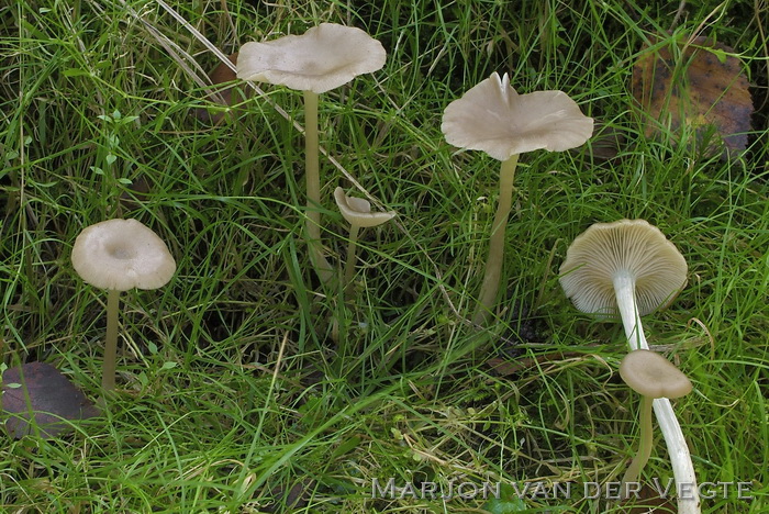 Stinksatijnzwam - Entoloma rhodopolium var. nidorosum